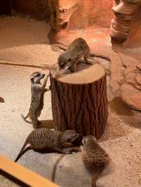 一次撸盡卡皮巴拉玄鳳鸚鵡矮腳羊柯爾鴨!