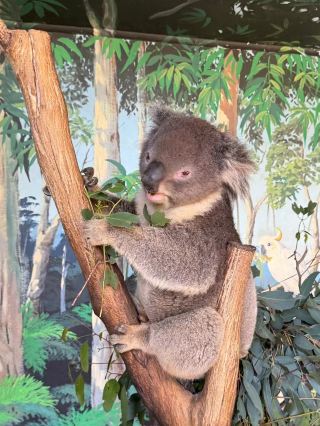 Maru Koala and Animal Park travel guide.