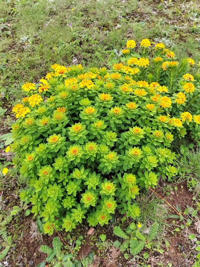 大理馬耳山雁池。