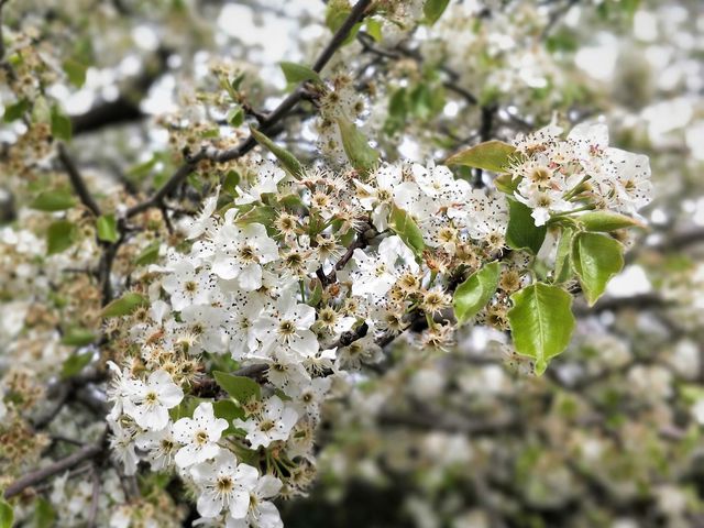 堪培拉被譽為「大洋洲的花園城市」。
