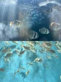長沙海底世界。