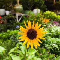 坪洲花市‖逛完花市來特產店買點。