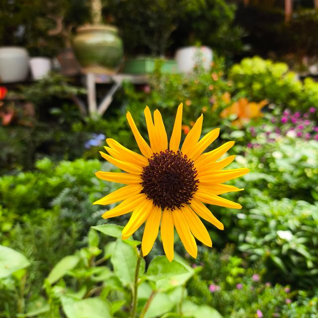 坪洲花市‖逛完花市來特產店買點。