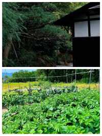 日本新潟，一個融合了自然風光與傳統文化的迷人之地。