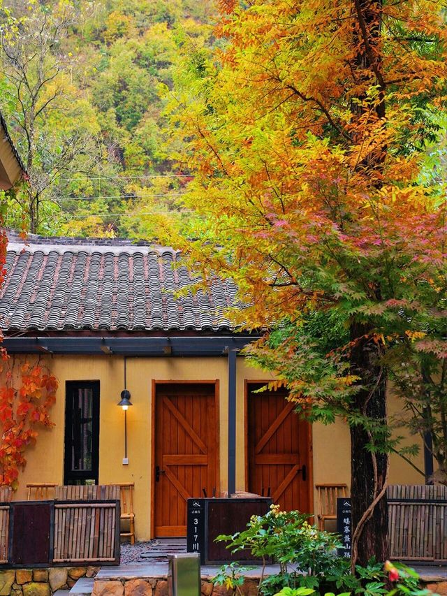 足不出戶，住水杉美宿，賞秦嶺最美鄉村公路。