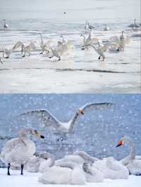 這個冬天可以陪我去威海看雪嗎。