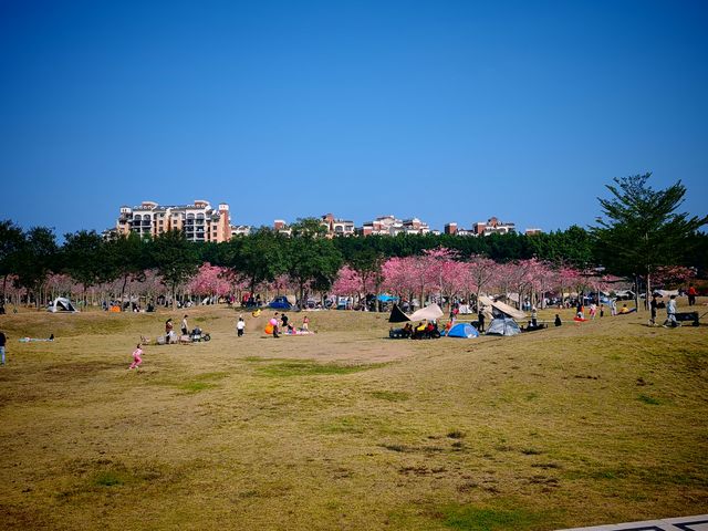 12月到從化風雲嶺看異木棉