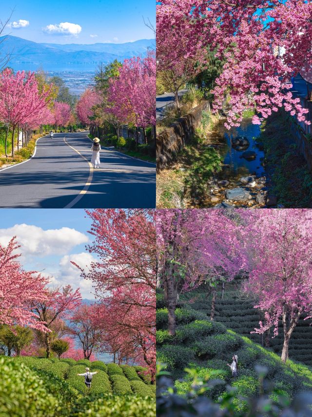 大理無量山櫻花盛景：12 月的春日奇蹟