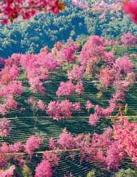 2. 《雲南無量山櫻花谷：開啟夢幻冬日的粉色花約》