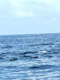 Magical Experience of Whale Watching in Mirissa