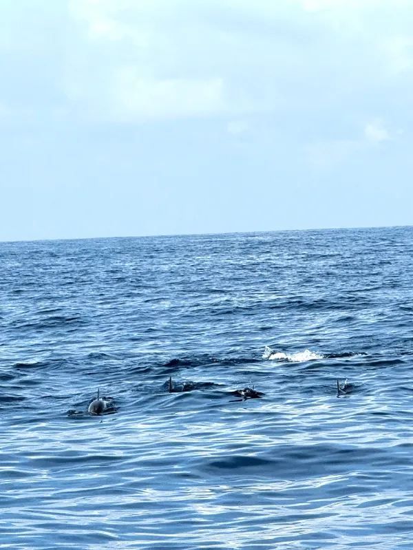 Magical Experience of Whale Watching in Mirissa