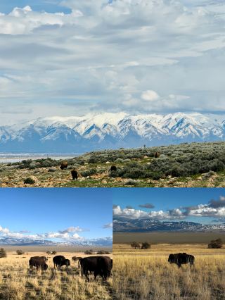 Antelope Island State Park Day Trip Guide from Salt Lake City