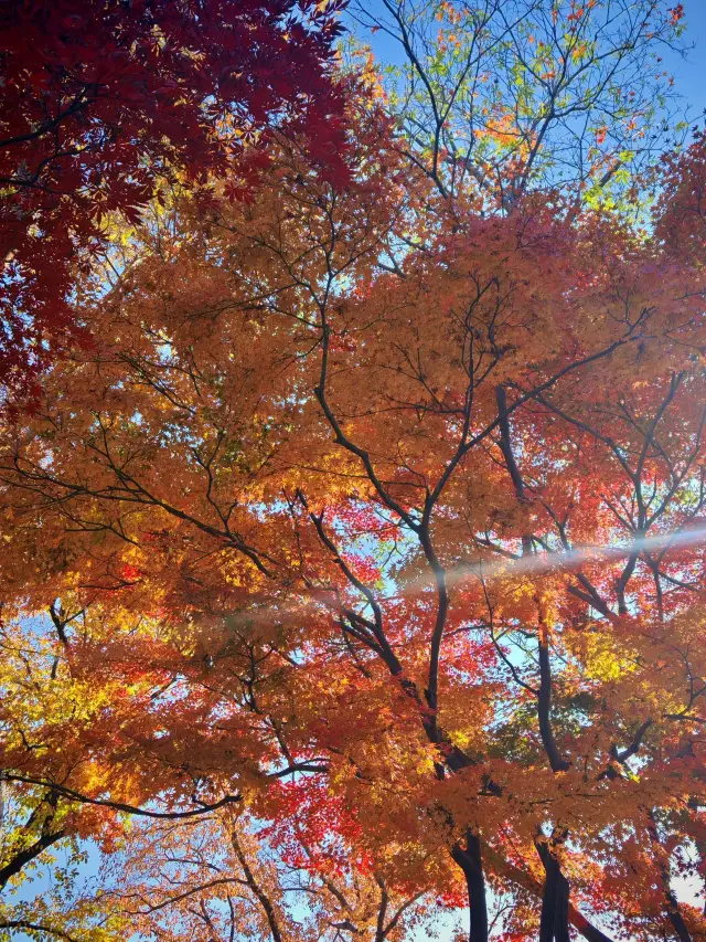 蘇州3日間の子連れ旅行で効率よく観光