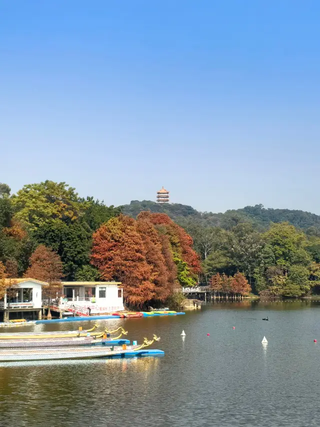 Lu Lake Park: Bald cypress trees are in their best viewing period