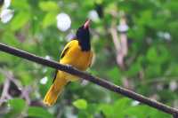 Common Animals in the Royal Botanical Gardens of Kandy