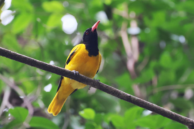 Common Animals in the Royal Botanical Gardens of Kandy