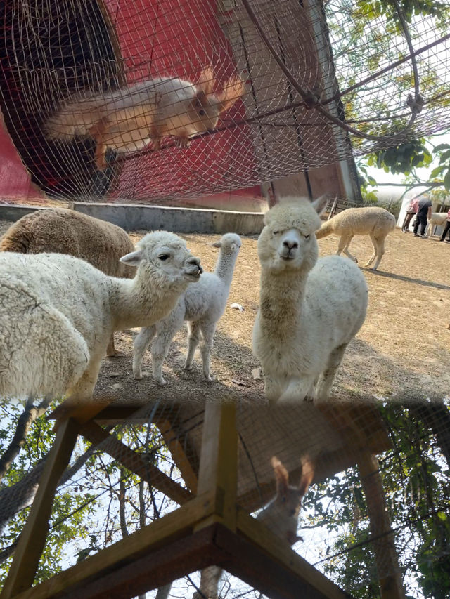 新年暴富這個春節到南丹山接福接財過大年