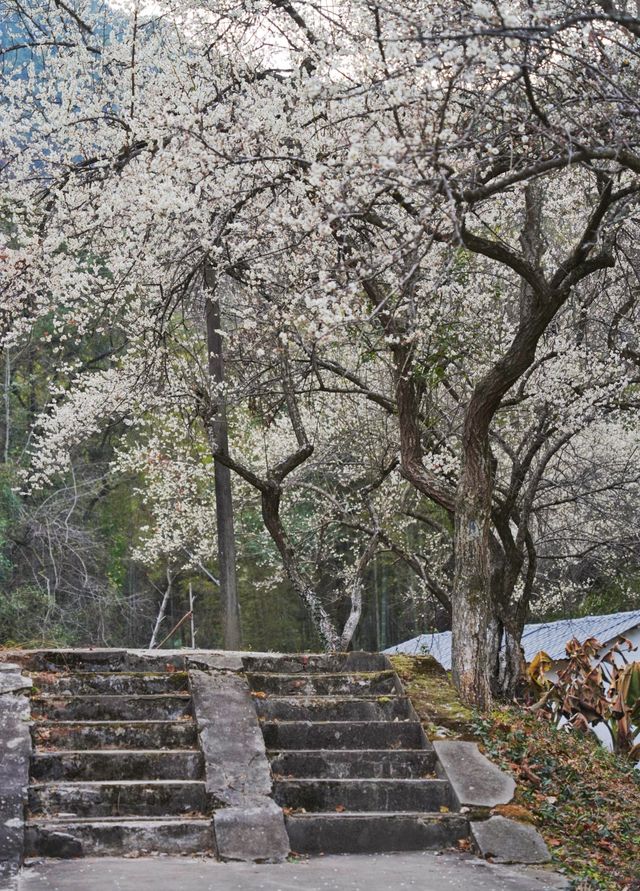 古驛道賞梅