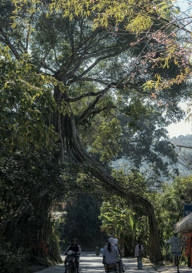 景邁山：雲霧間的茶香秘境 心靈的詩與遠方