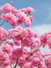 江門綠美生態園🌸漫山遍野风铃花海盛开