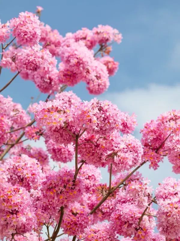 江門綠美生態園🌸漫山遍野风铃花海盛开