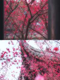 成都這座寶藏公園，已經美到下一個level 