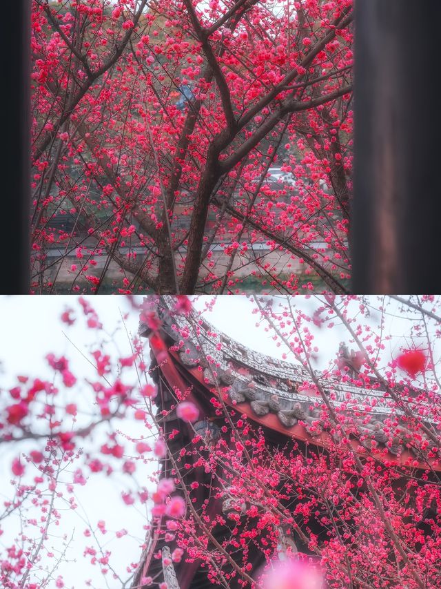 成都這座寶藏公園，已經美到下一個level 