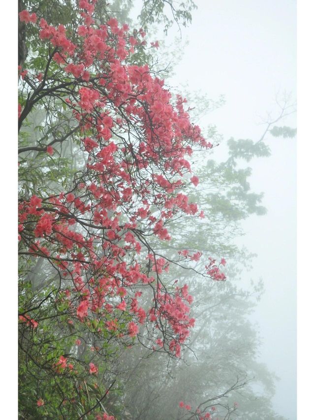 廬山春天嘅模樣