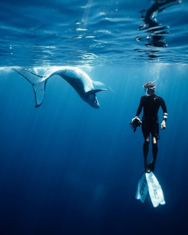 海洋奇觀：赫維灣海洋探索中心與鯨魚之旅