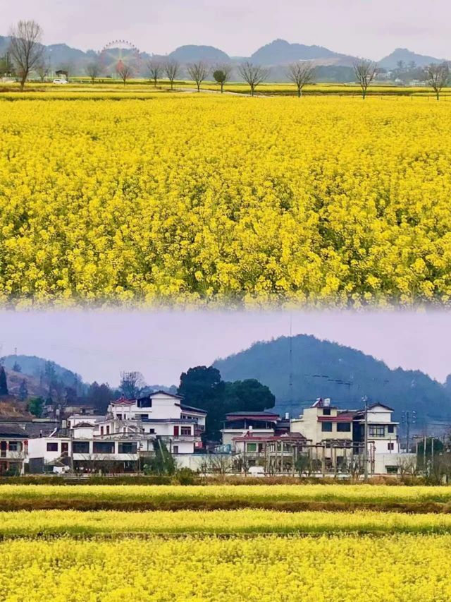 貴陽1小時內免花一分錢欣賞貴州最美春天！