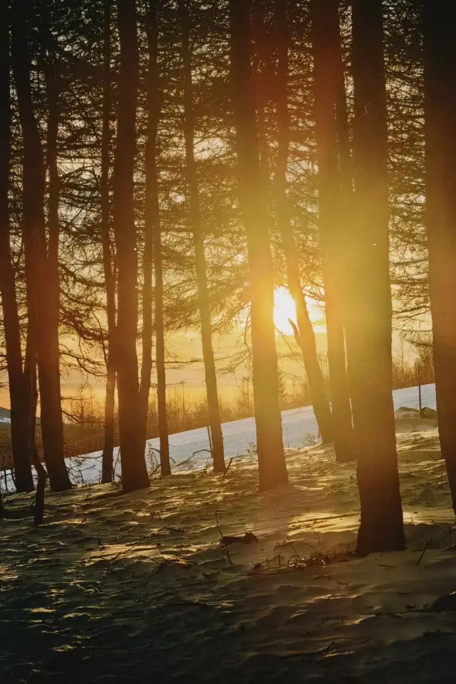 Zhangjiakou Skiing Guide: Easy for Beginners