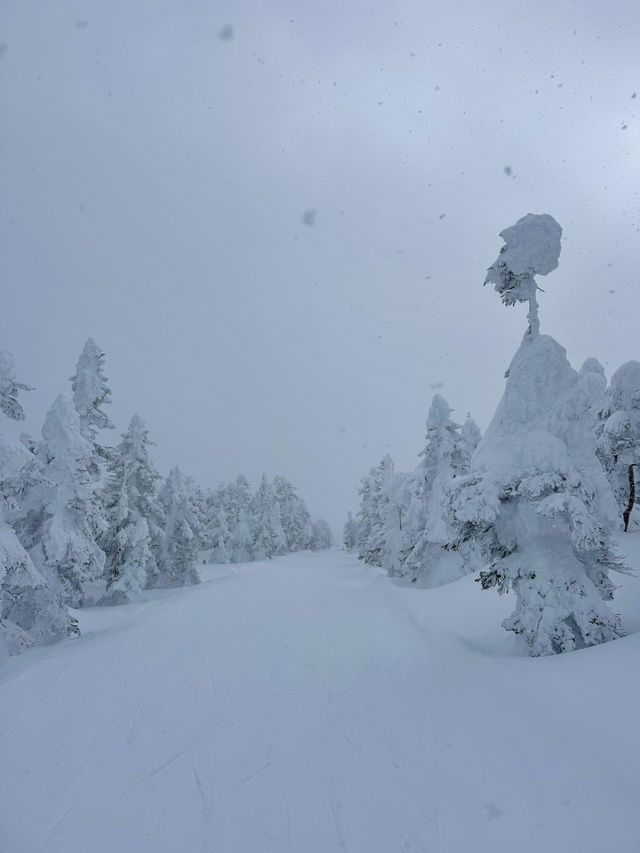 新年旅行第一站，志賀高原滑雪全攻略