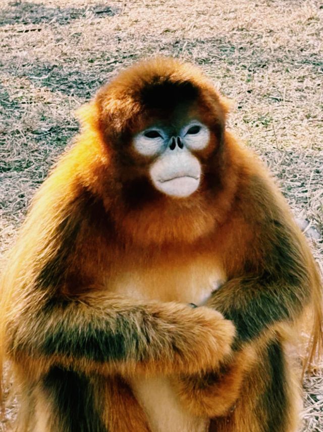 動物們的「森林派對」就在大連森林動物園等你加入