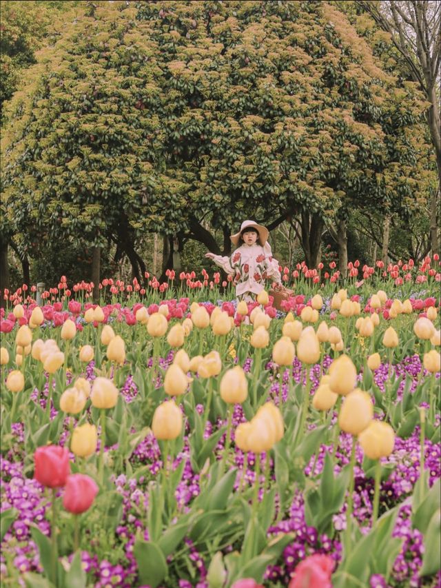 3月中旬不要錯過上海市區的這片鬱金香花海
