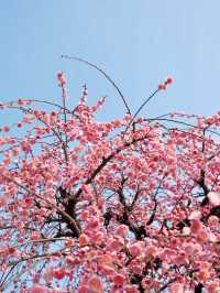 寧波市區就能賞龍梅！在日湖公園！快衝！