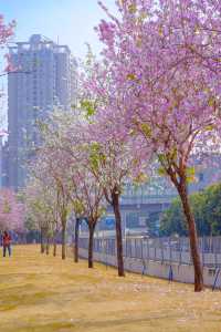 海珠環島路，邂逅紫荊花海