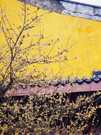 西湖三月天美景，賞花攻略不容錯過，二月梅花正盛