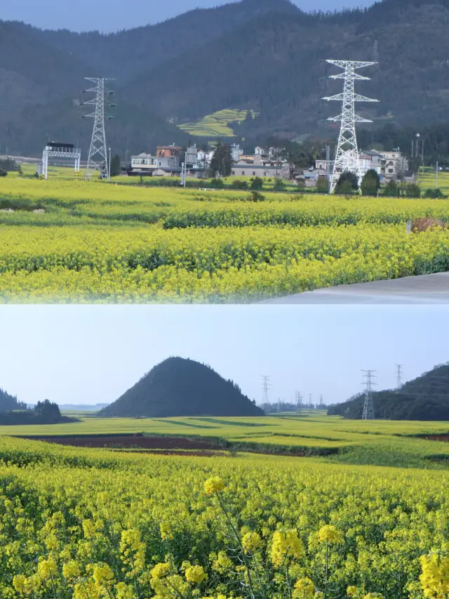 Rapeseed Flower Sea Viewing in Luo Ping Jinji Village