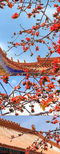 花是一座城，城是一朵花，全國唯一以花命名的城市！