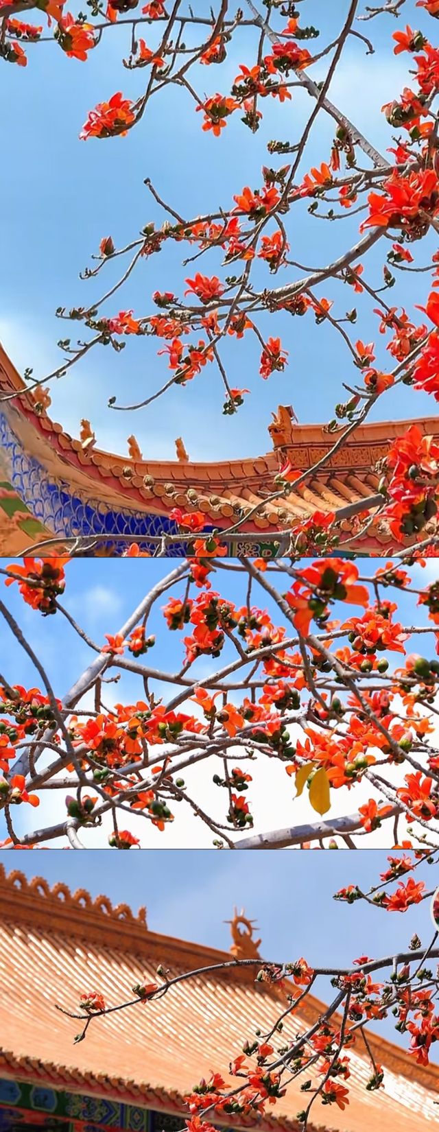 花是一座城，城是一朵花，全國唯一以花命名的城市！
