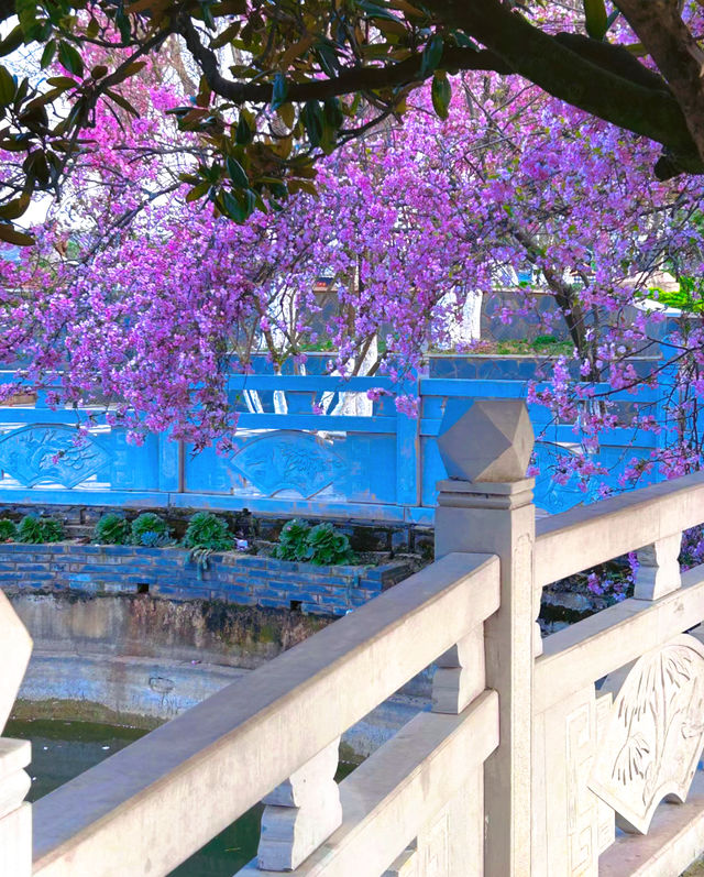 櫻花不來這裡你會後悔的