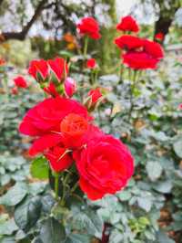 Roses are red, that means i Love You! ❤️🌹