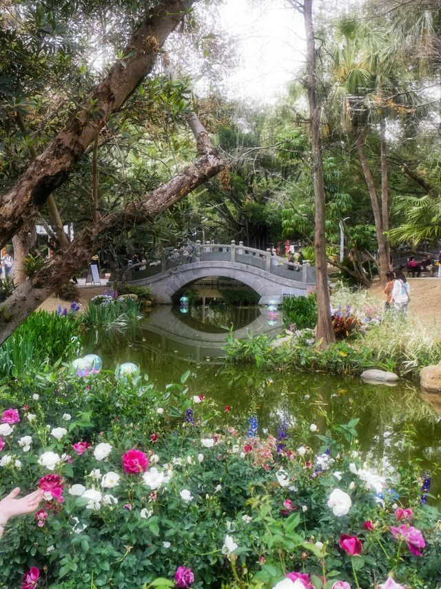 深圳版莫奈花園又有新搞作，打卡一流