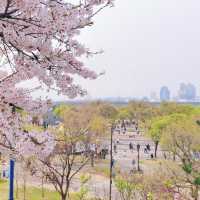 🌸首爾賞櫻寶地大公開❗️