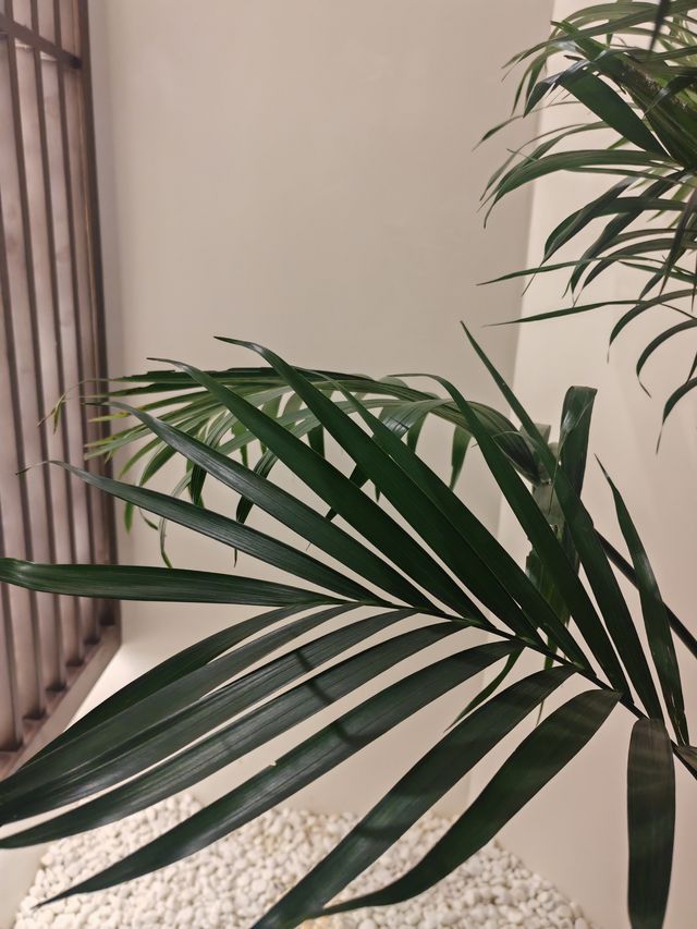 「茶韻禪心·光影秘境」