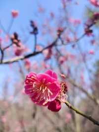 煙台南山公園的梅花比去年早開了十天