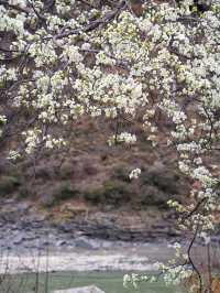 金川3.18實拍預測這裡即將成為春日旅行天花板