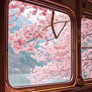 🌸A niche treasure! Oigawa Railway's limited edition Kasuga Sakura 🌸