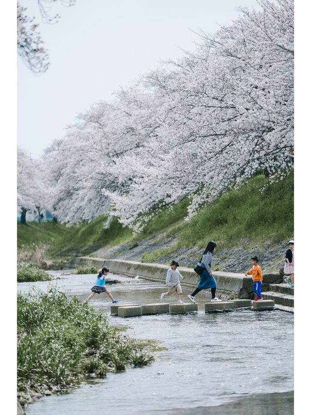 Discover the Hidden Cherry Blossom Gem of Saho River in Nara