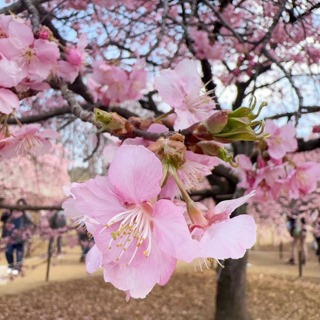 代々木公園での楽しいひととき